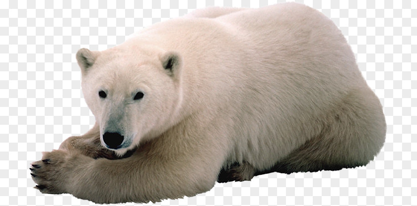 Polar Bear Arctic Mathematics Svalbard PNG