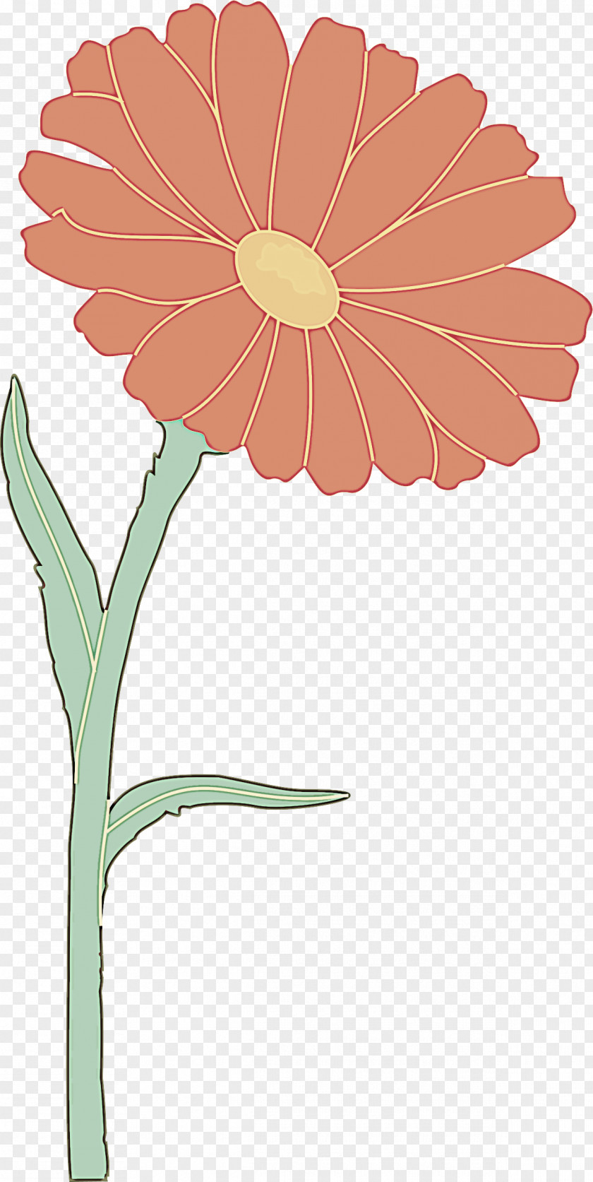 Wildflower Plant Stem Barberton Daisy Flower Gerbera Flowering PNG