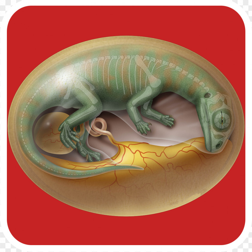 Bird Lufengosaurus Dinosaur Egg PNG