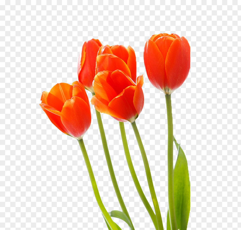 Bouquet Of Colorful Tulips Tulip Red Cut Flowers PNG