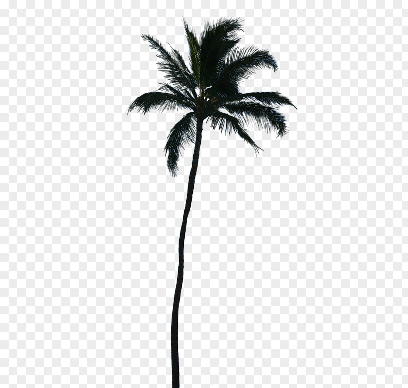 Coconut Palm Trees Clip Art Sabal Branch PNG
