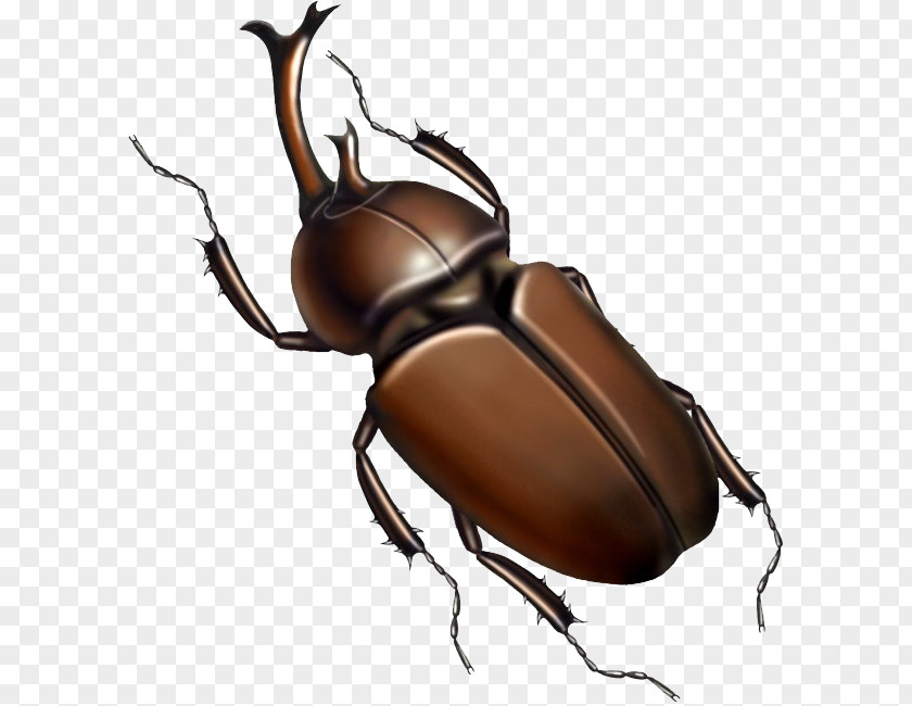 Hand-painted Cockroaches Japanese Rhinoceros Beetle Insect Cockroach Illustration PNG
