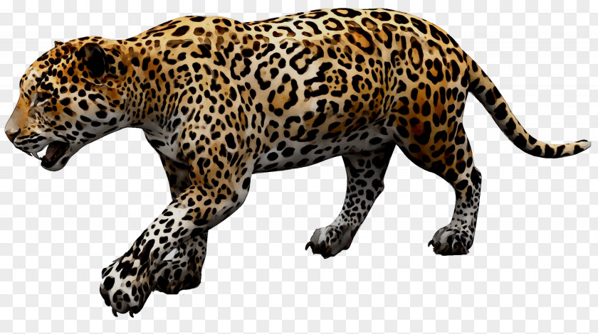 Jaguar Cars Leopard D-Type PNG