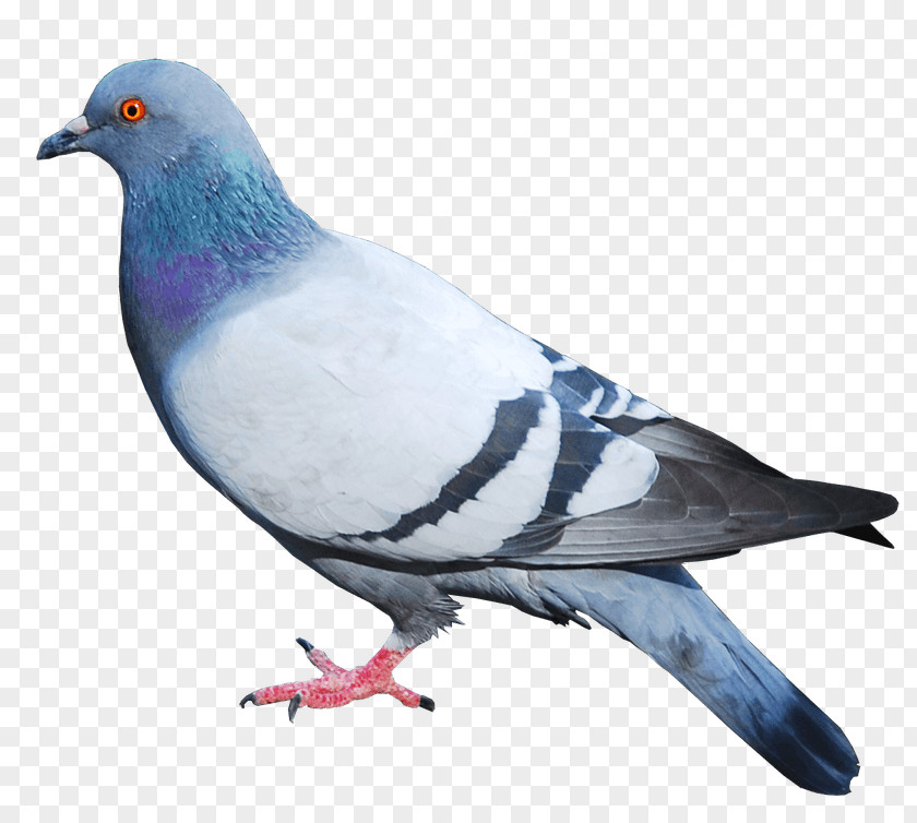 Pigeon Columbidae Domestic Squab Bird PNG