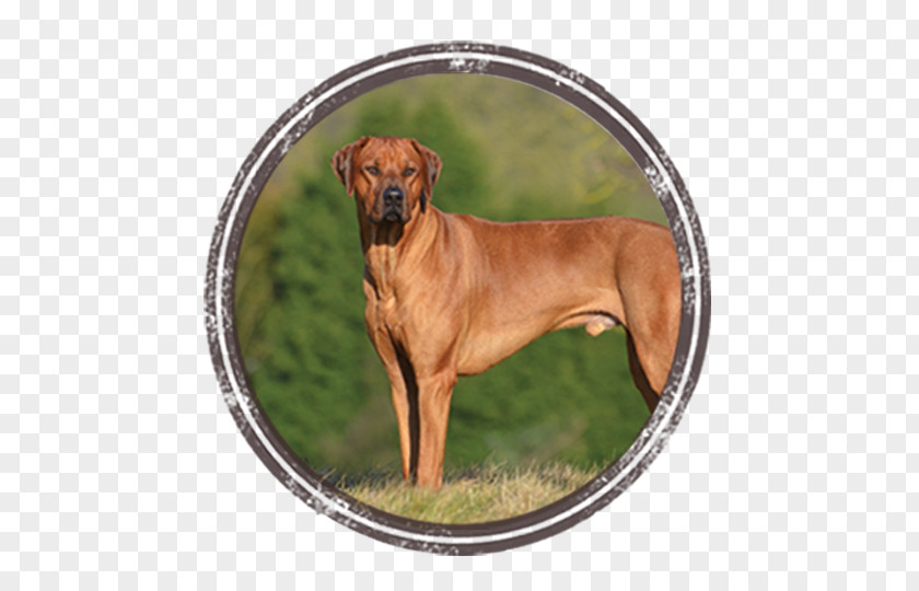 Preferential Volume Dog Breed Rhodesian Ridgeback Black Mouth Cur Tosa PNG