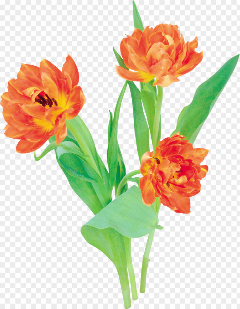 Tulip Cut Flowers Flower Bouquet Clip Art PNG