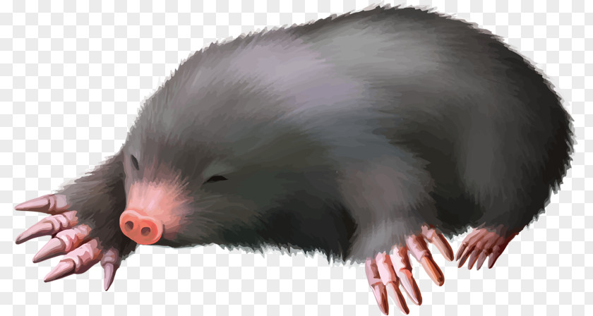 Animals Little Mouse European Mole PNG