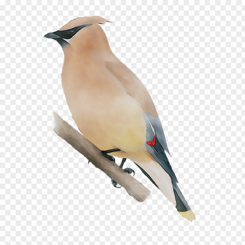 Beak Finches Fauna Neck Feather PNG