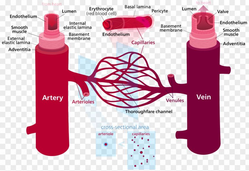 Blood Pressure Vessel Circulatory System Capillary Artery PNG