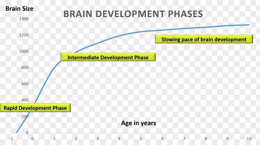 Brain Whole Education Development Of The Nervous System Midbrain Lateralization Function PNG