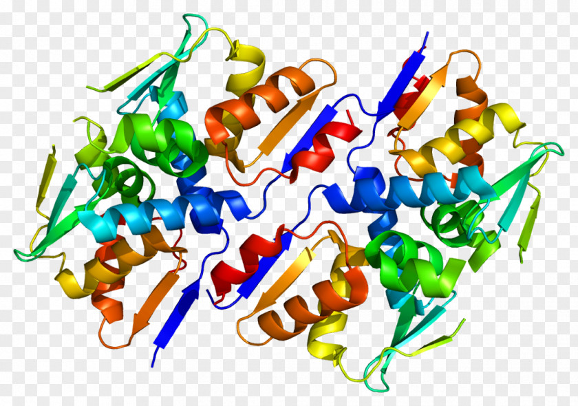 Homo Sapiens BACH1 Protein Gene Transcription Factor PNG