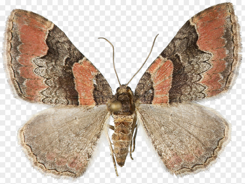 Insect Nymphalidae Hofmannophila Pseudospretella Catarhoe Rubidata Bombycidae PNG