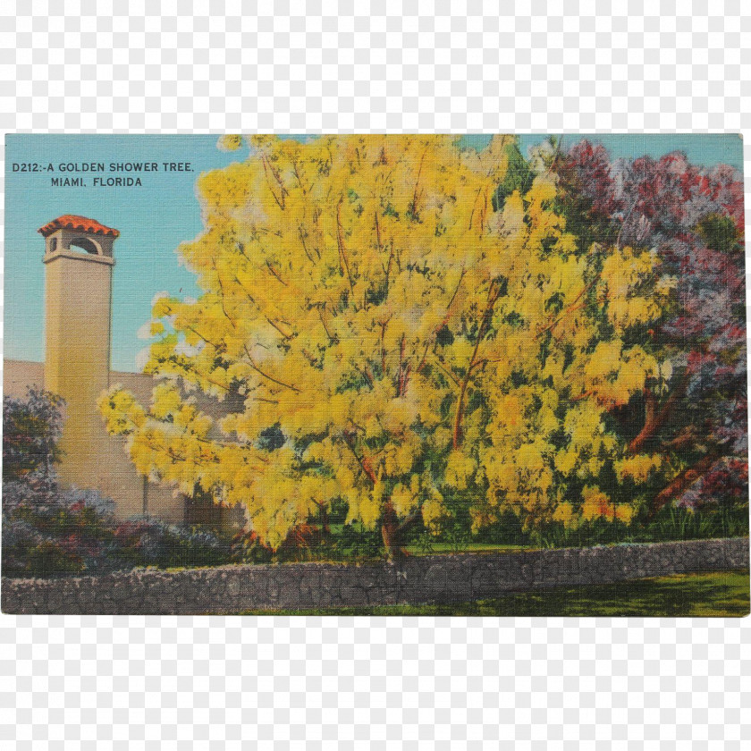 Tree Ginkgo Biloba PNG