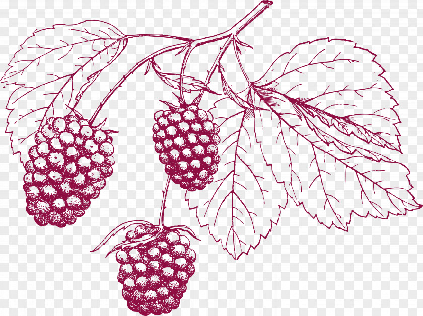 Cranberry Pencil Drawing Grape PNG