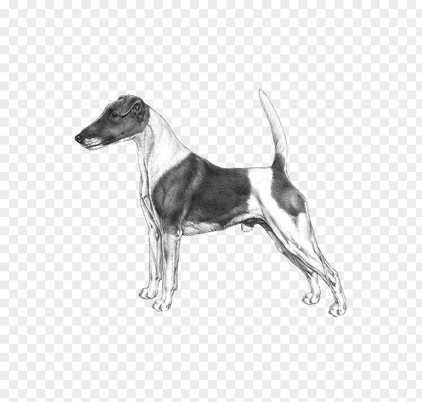 Fox Terrier Dog Breed Whippet Italian Greyhound Sloughi Harrier PNG
