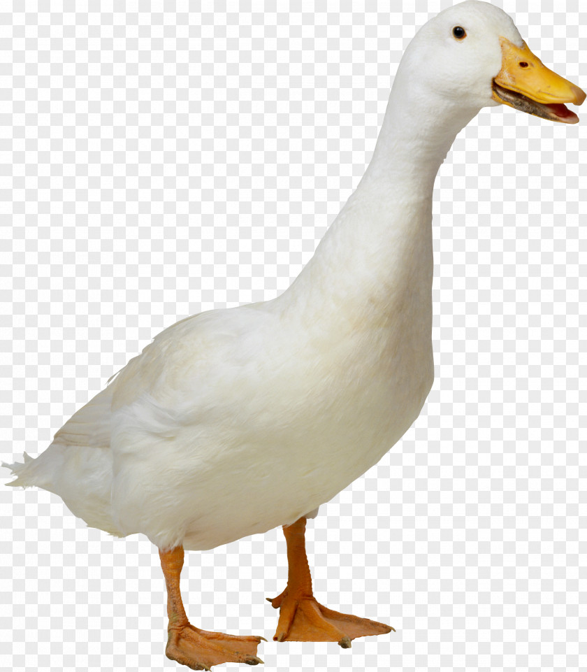 White Duck Image American Pekin PNG