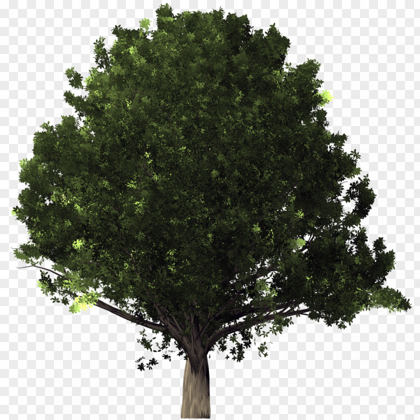 Arboles Desktop Wallpaper Tree Clip Art PNG