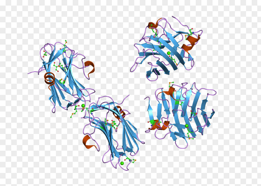 NRXN1 Neurexin Crystal Structure Protein PNG