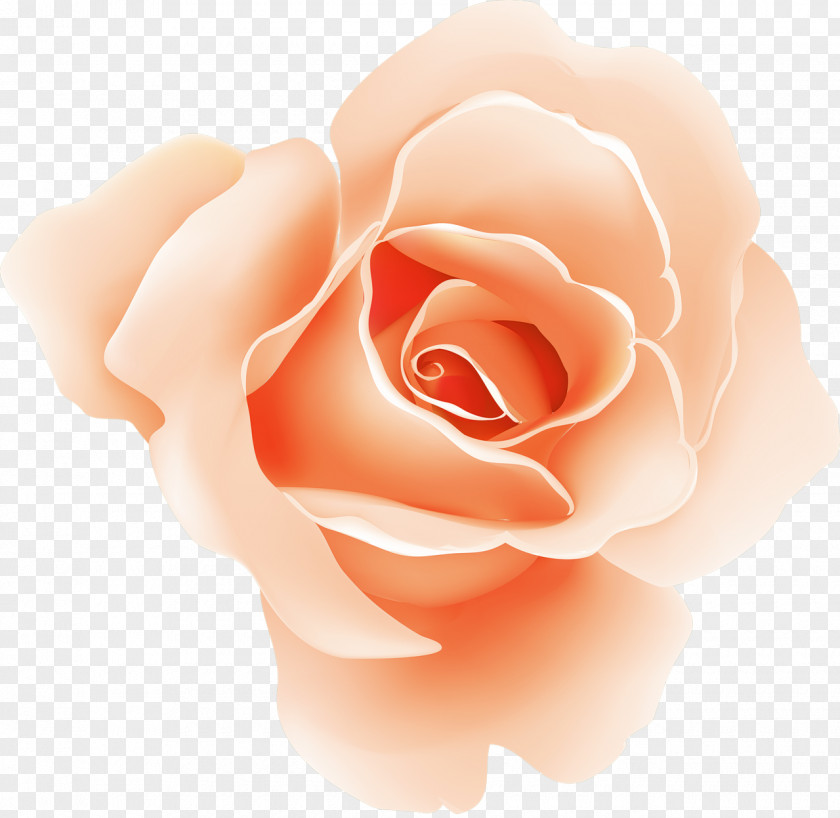 Rose Garden Roses Screenshot PNG