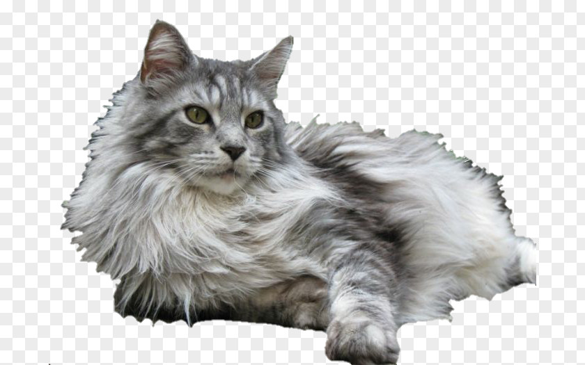 Coon Maine American Bobtail Kurilian Asian Semi-longhair Siberian Cat PNG