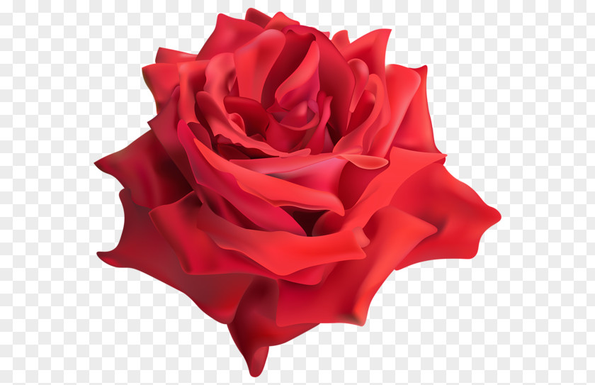 Red Rose Decorative Garden Roses Flower Rosaceae PNG