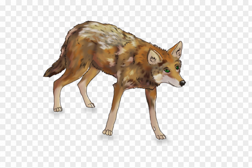 Red Wolf Jackal Gray Coyote Fox PNG