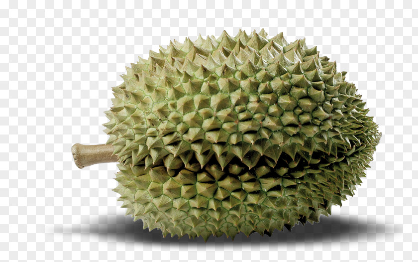 Toraja Durian Cempedak Artocarpus Camansi PNG
