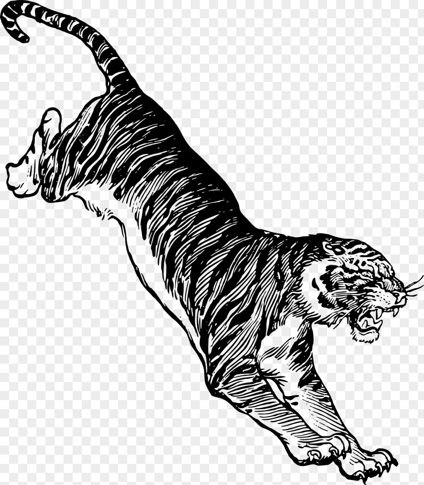Jumping Animal Vector Graphics Drawing Felidae Clip Art White Tiger PNG