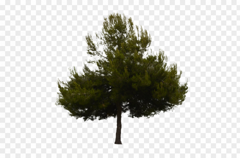 Pine Fir Scots Tree Spruce PNG