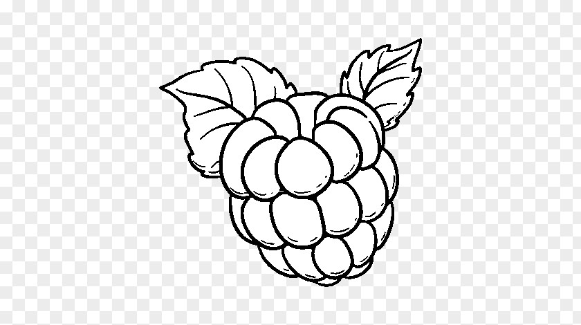 Raspberry Drawing Coloring Book Fruit Cupcake PNG