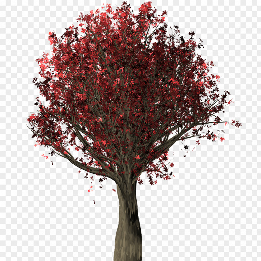 Tree English Oak Quercus Suber Chinkapin Branch PNG