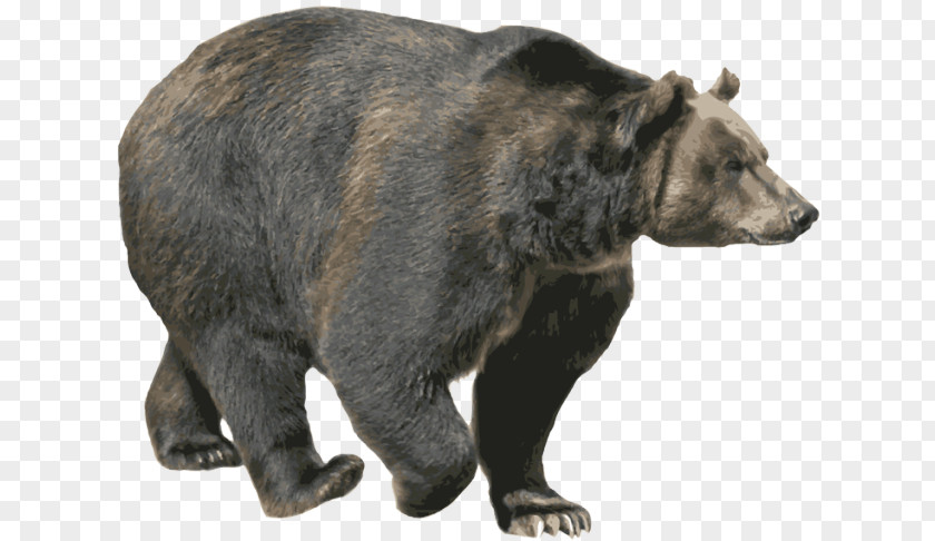 Bear Brown American Black Grizzly PNG