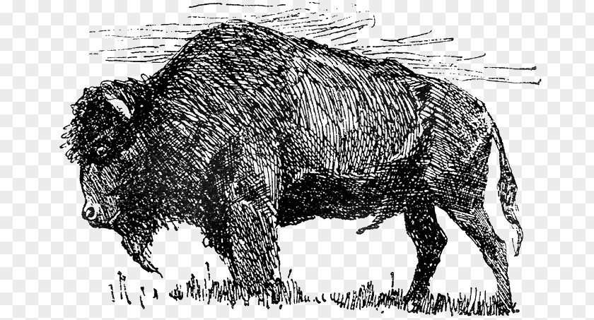 Bison Drawing PNG