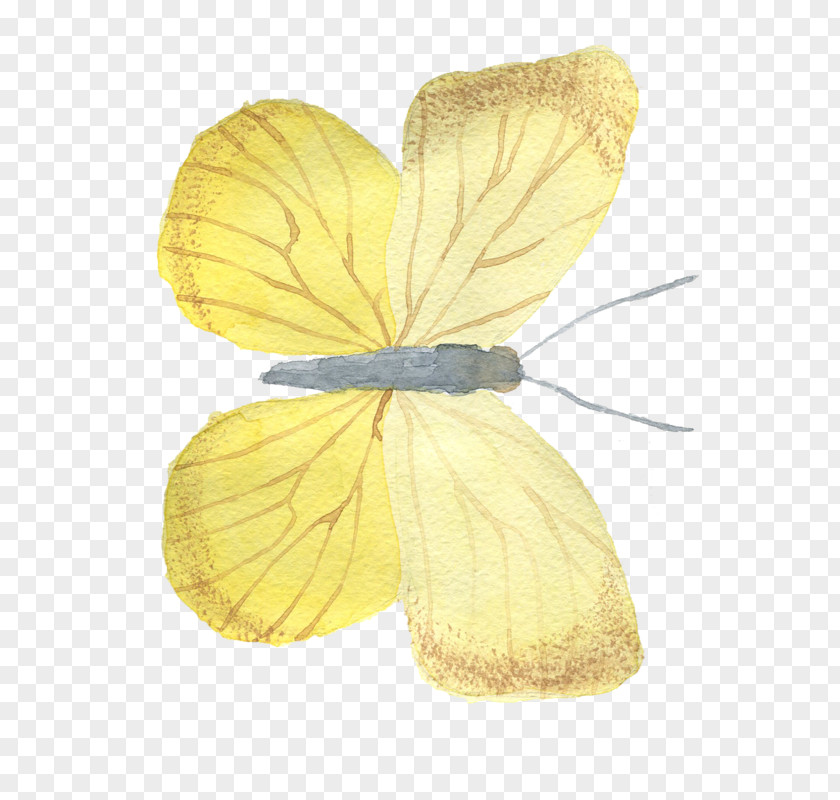Butterfly Image Yellow PNG
