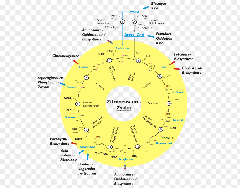 Citric Acid Cycle Tricarboxylic Cellular Respiration Biochemistry PNG