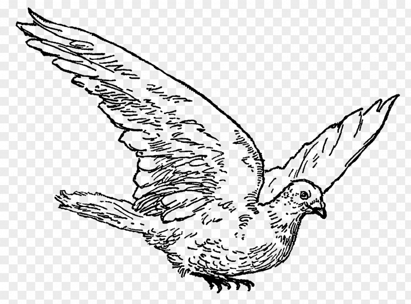 Digital Illustration Drawing Line Art Bird Clip PNG