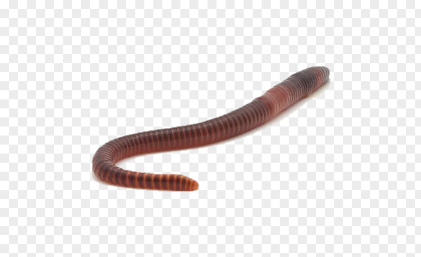 Earthworm PNG