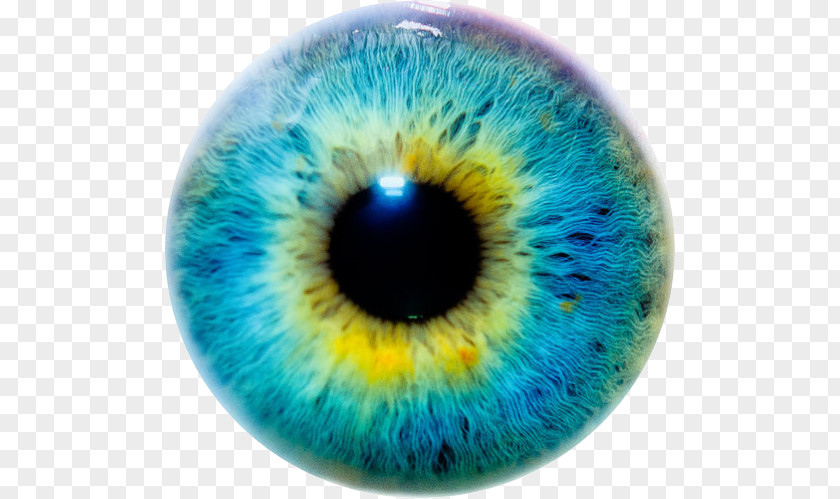 Eye Iris Color Human PNG