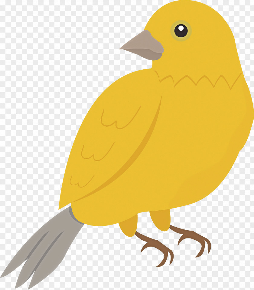 Feather PNG