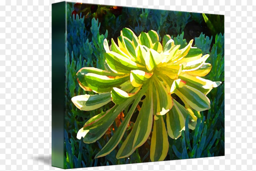 Succulent Border Current Gallery Plant Painting Fine Art Work Of PNG