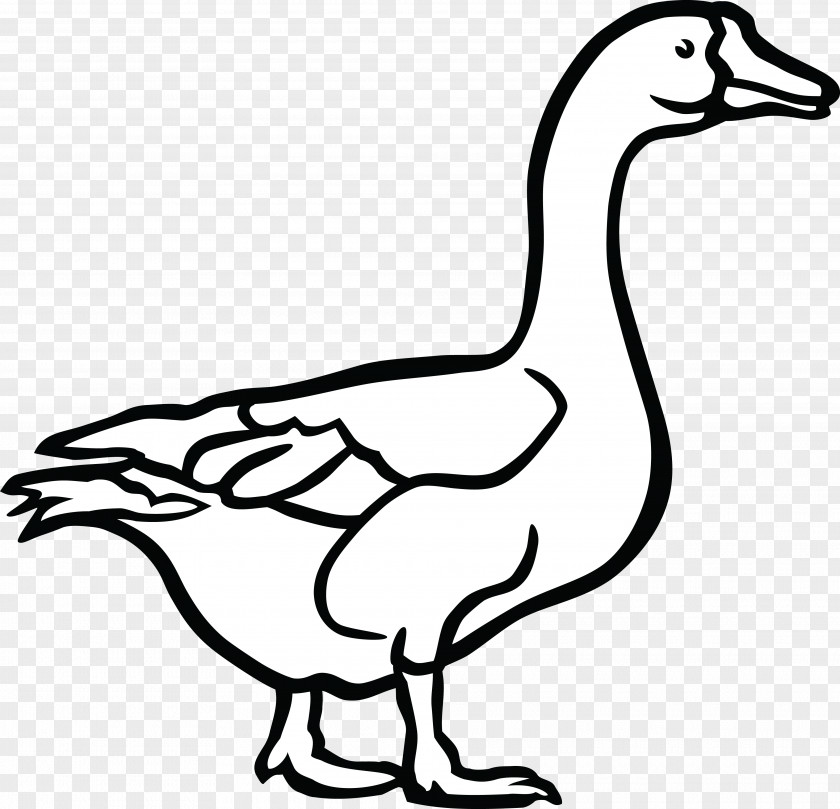 Goose Canada Duck Black And White Clip Art PNG