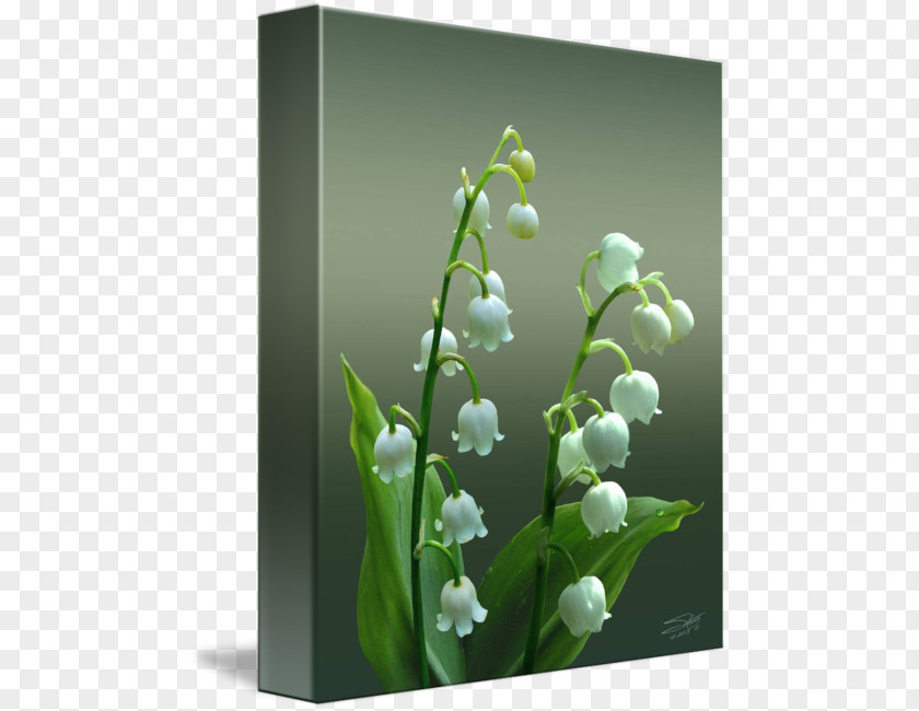 Lily Of The Valley Lilium Plant Stem Botanical Illustration Painting PNG