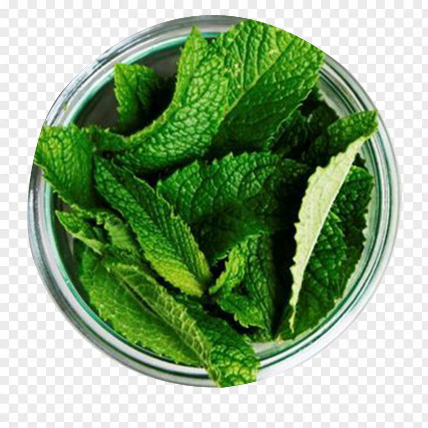 Mint Leaf Chutney Tea Peppermint Mentha Spicata Herb PNG