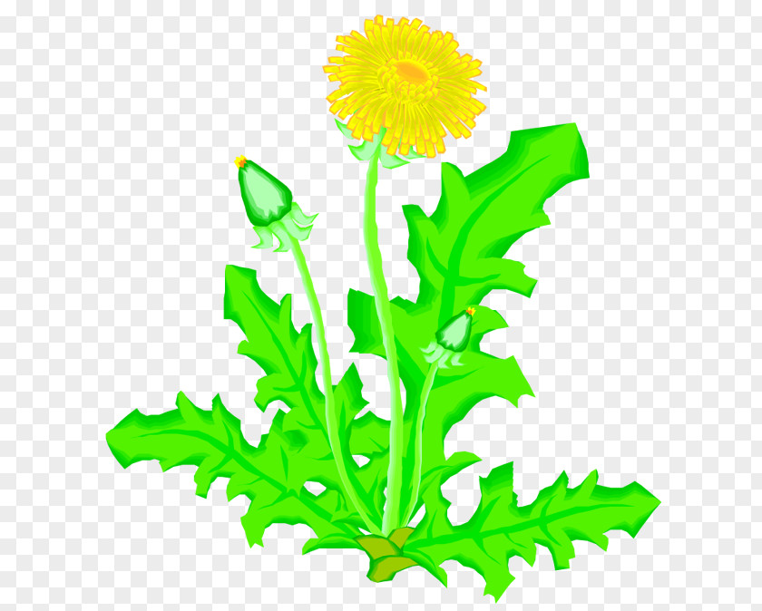 Dandelion Flower Drawing Plant Presentation PNG