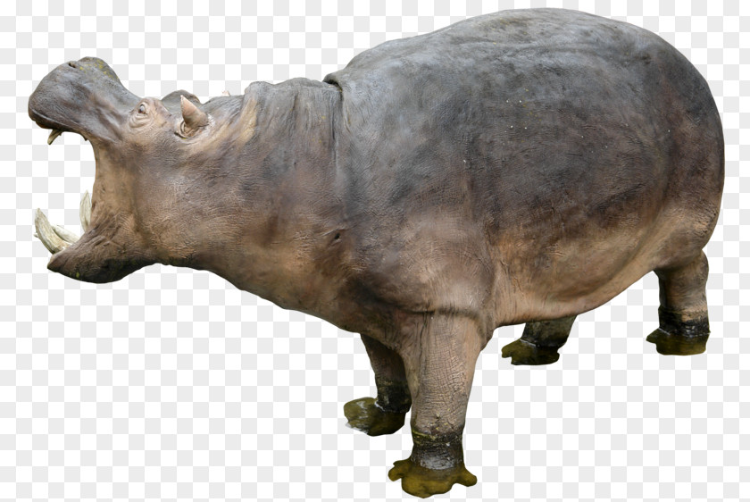 Hippo Hippopotamus Clip Art PNG