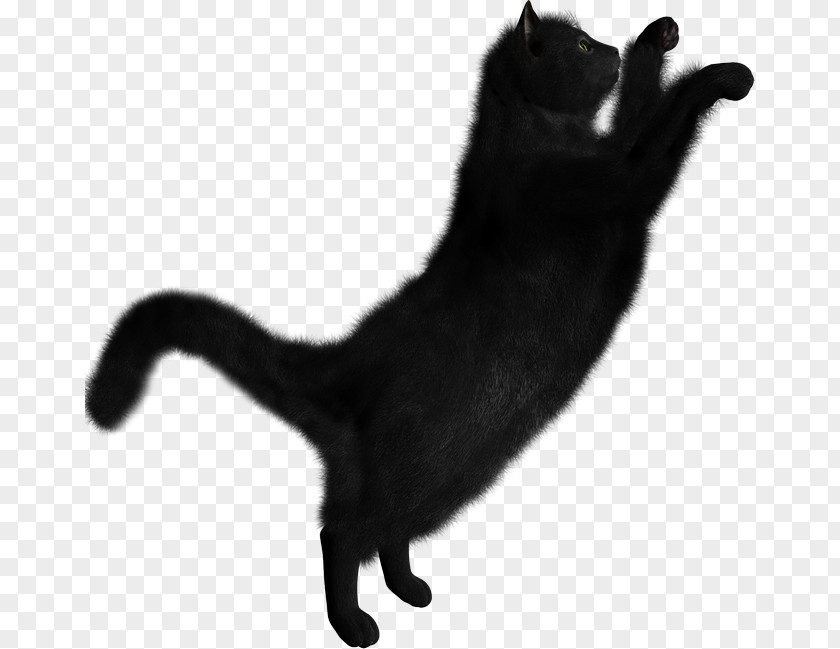 Kitten Persian Cat Clip Art Black Image PNG