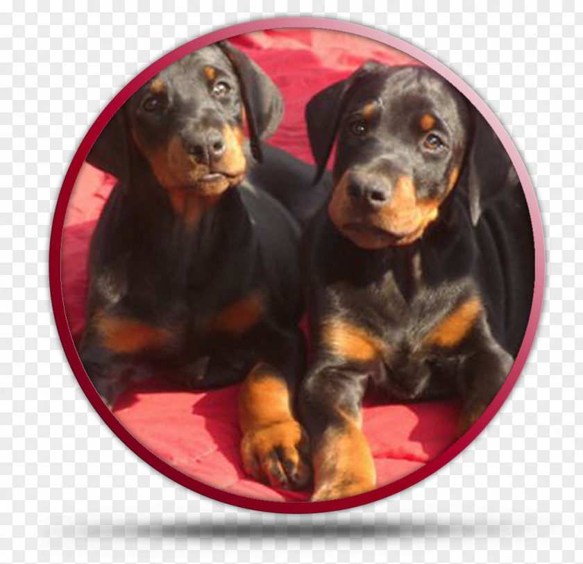 Puppy Dobermann Black And Tan Coonhound Rottweiler Austrian Hound Polish Hunting Dog PNG