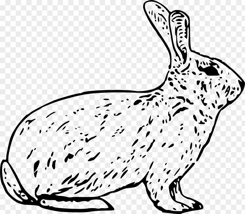 Rabbit Draw Arctic Hare European Snowshoe Clip Art PNG