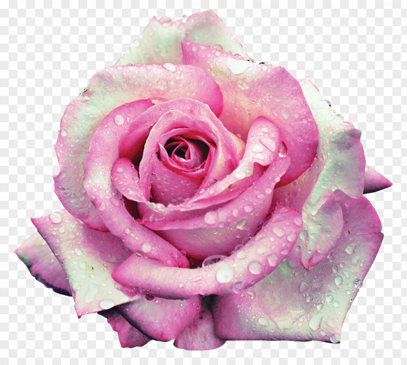 Rose With Water Droplets Garden Roses Centifolia Beach Flower Petal PNG