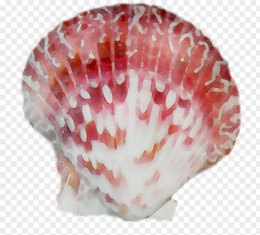 Seashell Conchology Trumpet Pink M PNG